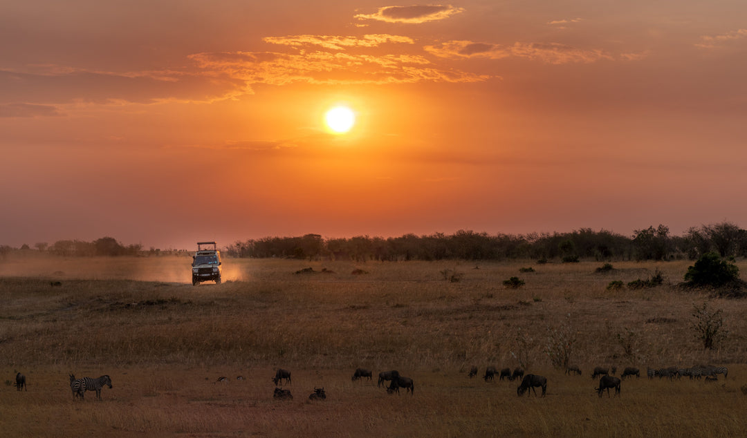 COLLECTION SAFARI